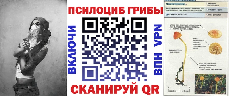 omg сайт  Покровск  Псилоцибиновые грибы Psilocybe 